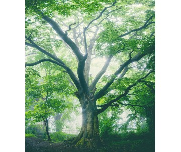 Strom života foto 4 bez rámu